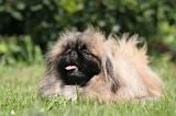 PEKINOIS 155